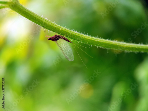 Mayfly on a leaf © Jennifer