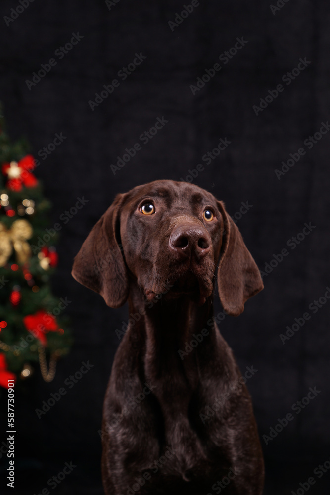 German pointer brown dog studio portrait with christmas tree bows tinsel