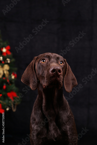 German pointer brown dog studio portrait with christmas tree bows tinsel