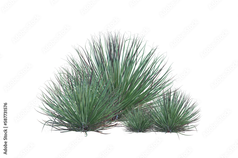 Hedgehog Agave bush shrub set alpha channel Hedgehog Agave bush shrub set alpha channel