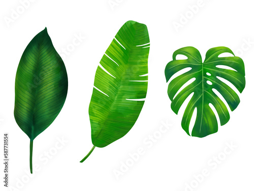 Watercolor tropical leaves illustration set with green monstera and banana leaves for wedding stationary, greetings, wallpapers, fashion, backgrounds, textures, DIY, wrappers, postcards, logo