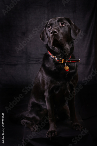 Black Labrador black background studio portrait