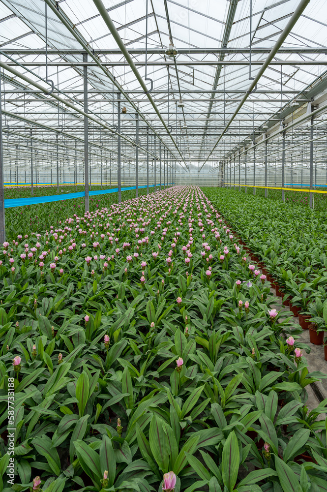 Greenhouse with curcuma alismatifolia Greenhouse with curcuma alismatifolia