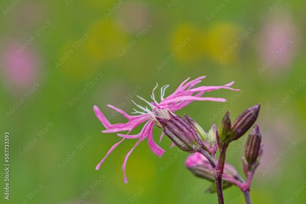 close-up of a purple flower in a meadow close-up of a purple flower in a meadow