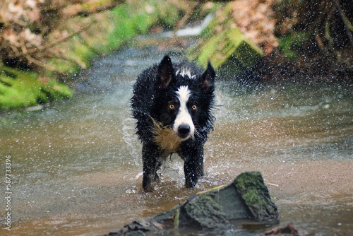 a dog playing in the water