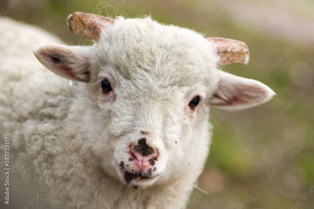 the look of a cute lamb