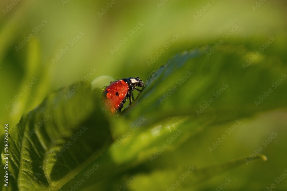 Obraz premium dewy ladybug crawls out of green leaves