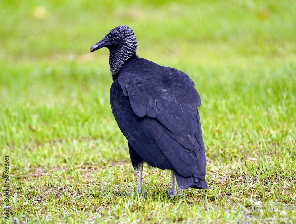 Fototapeta premium Black vulture (Coragyps atratus) Cathartidae family. Manaus – Amazonas, Brazil. 