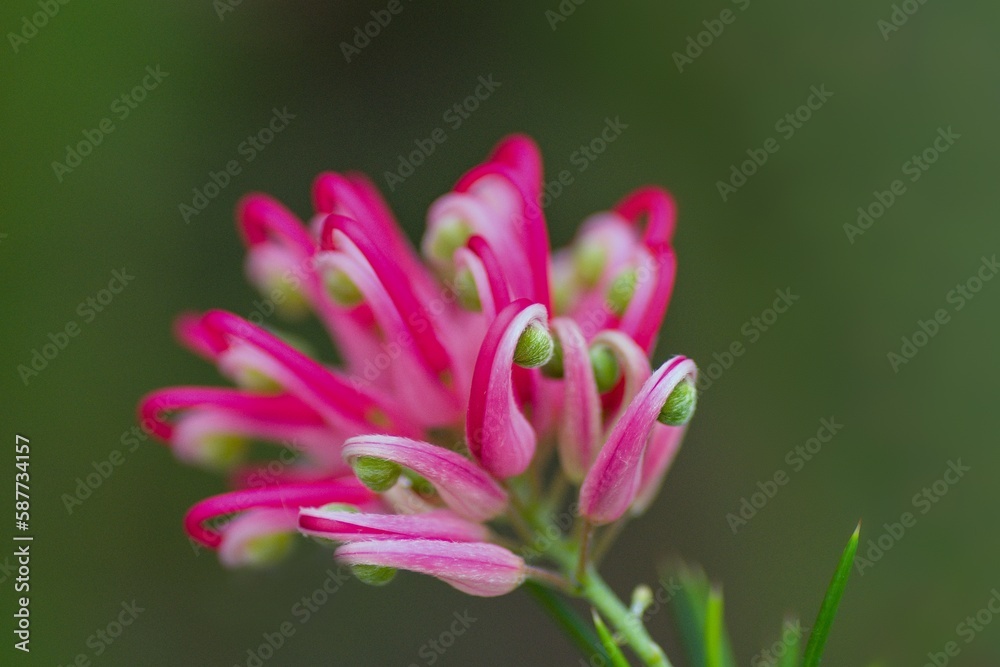 Fototapeta premium Grevillea plant flower with green background