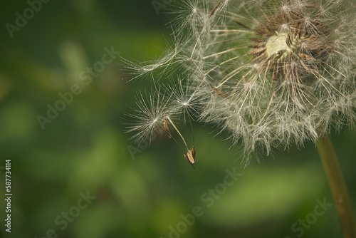 close-up blossomed dandelion