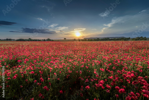 Panoramic view of a landscape with spectacular sunset over the poppy field. 