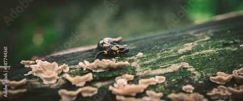 Salamander salamandra of the forest in the forest on grass and moss looking for food. photo