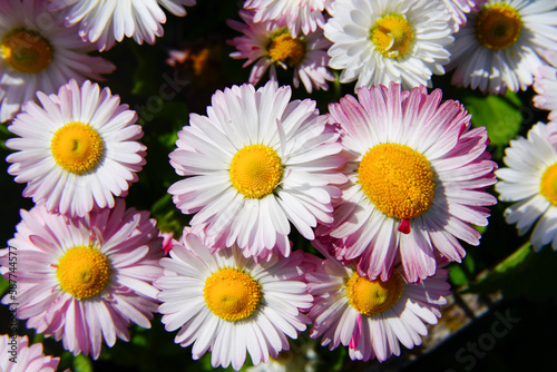 The flowering of daisies on a bright sunny day.