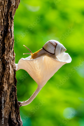 Amphidromus is a genus of tropical air-breathing land snails, terrestrial pulmonate gastropod mollusks in the family Camaenidae