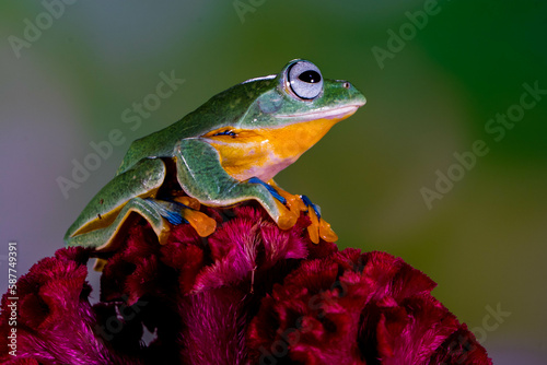 Wallace's flying frog (Rhacophorus nigropalmatus), also known as the gliding frog or the Abah River flying frog photo