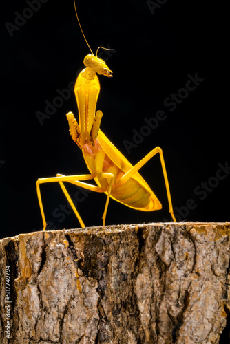 Hierodula is a genus of praying mantis in the tribe Hierodulini, found throughout Asia. Many species are referred to by the common name giant Asian mantis  photo