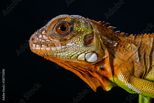 Super Red Iguana is a type of lizard that lives in tropical areas of Central and South America and the Caribbean