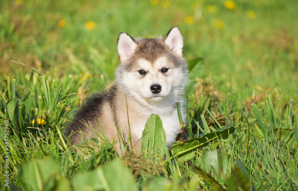 beautiful husky alaskan malamute pomski puppy run, sit and play  on grass 