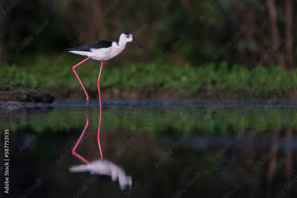 Obraz premium Balck-winged stilt (Himantopus himantopus)