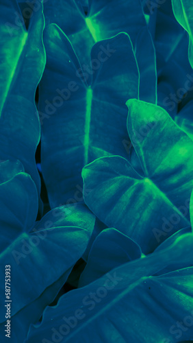Cute heart shaped leaf close up of heart leaf philodendron (Philodendron scandens), lover plant. Nature blue tone background.