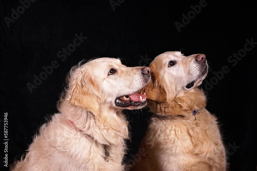 Pair of golden retrievers, mans best friend, labrador