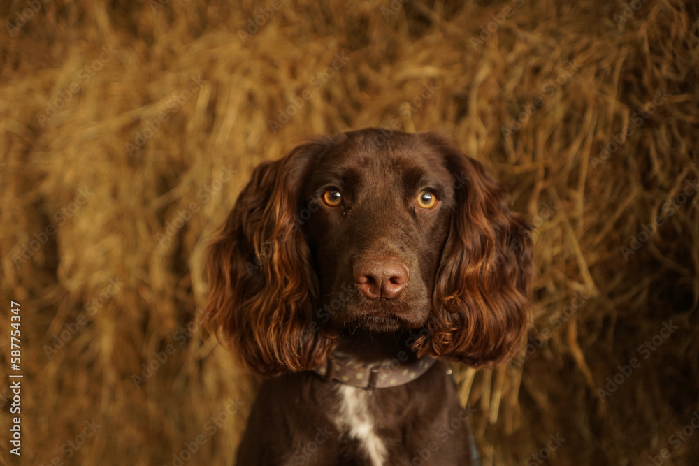 Brown spaniel against a straw, farmyard background dog Brown spaniel against a straw, farmyard background dog