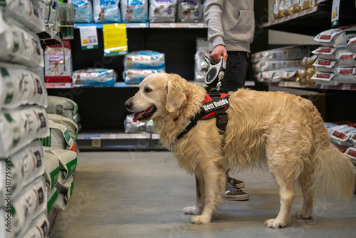 portrait of a happy golden retriever dog in a garden and pet shop, dogs allowed in the store, dog friendly shop © LDC