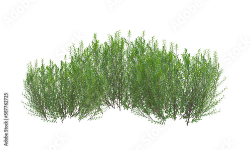 Purple Willow png alpha channel