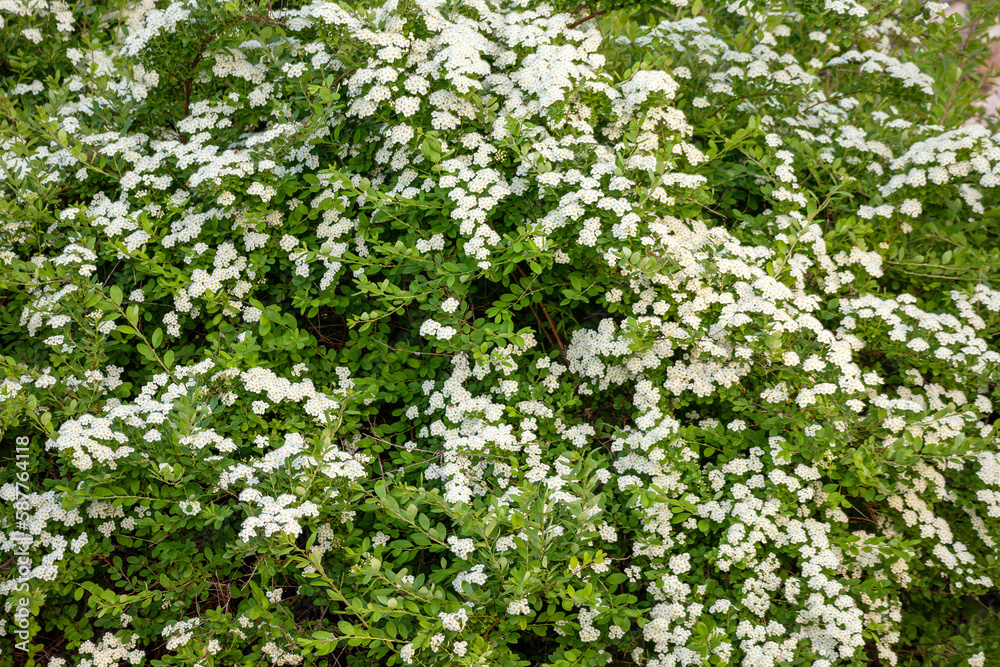 A tree with white flowers in the spring A tree with white flowers in the spring