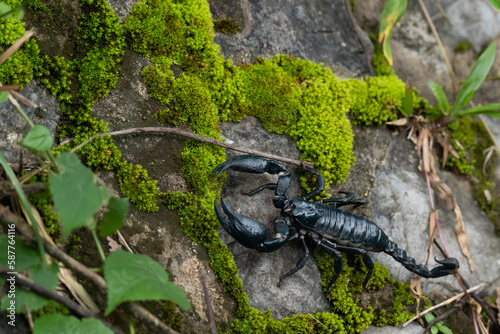 scorpion, is on the stone with green lichen and leaves