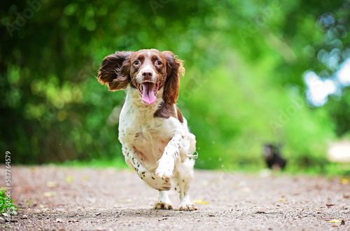 Happy brown and white springer spaniels with floppy ears running and jumping on a countryside walk