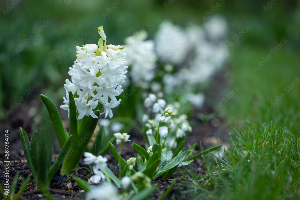 white spring border with hyacinth flowers and white siberian squill (Scilla siberica) white spring border with hyacinth flowers and white siberian squill (Scilla siberica)