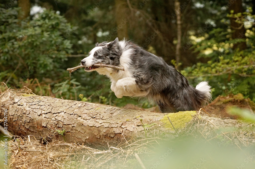 Fototapeta premium Welsh Collies running and jumping on a walk