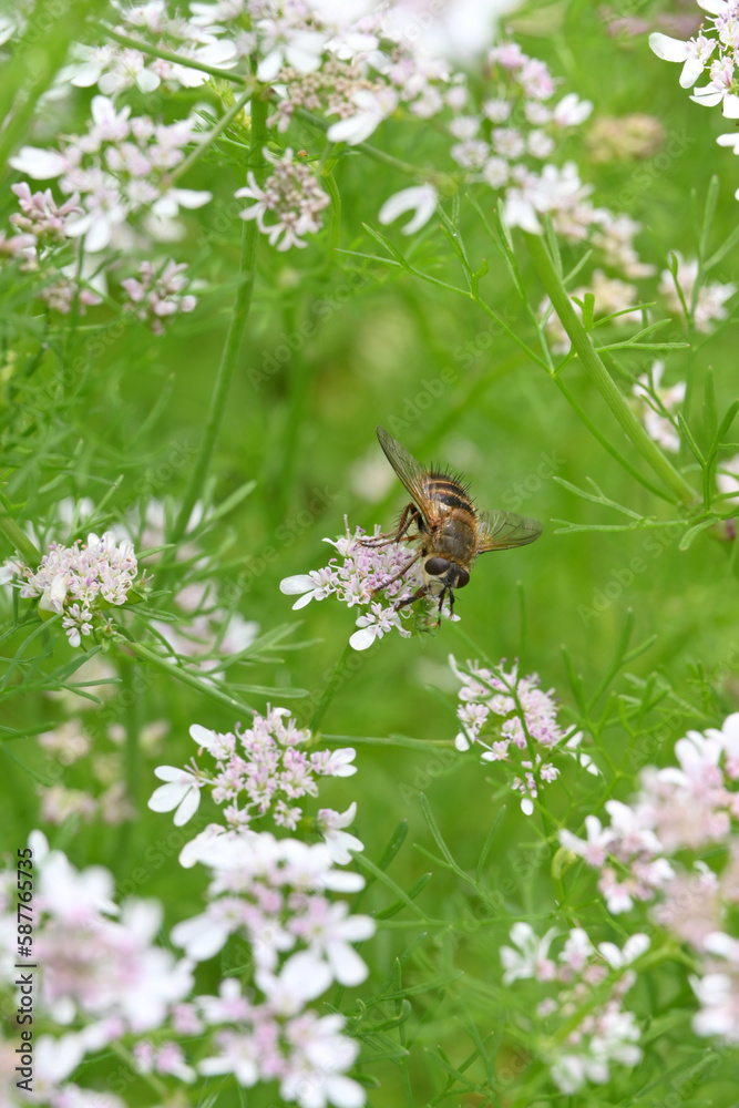 closeup the brown black honey bee hold on coriander flower with plants and leaves in the farm soft focus natural green brown background. closeup the brown black honey bee hold on coriander flower with plants and leaves in the farm soft focus natural green brown background.