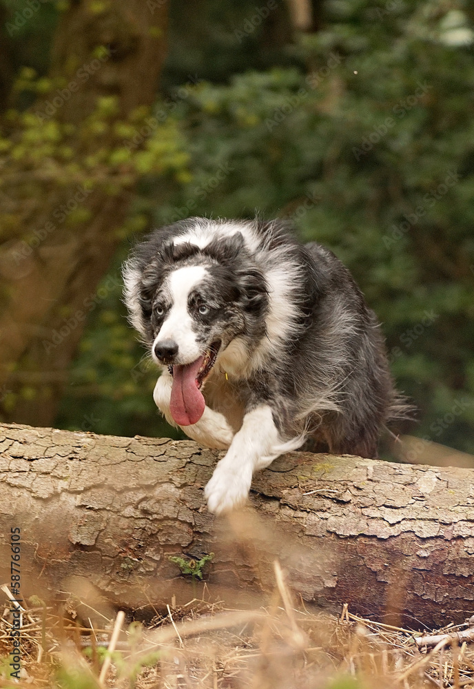 Welsh Collies running and jumping on a walk Welsh Collies running and jumping on a walk