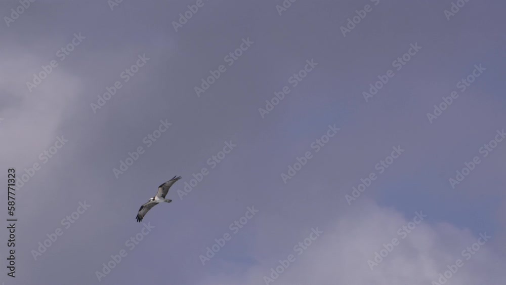Osprey in the sky - Super Slow Motion 4K 120fps Osprey in the sky - Super Slow Motion 4K 120fps
