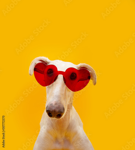 Tablou canvas Portrait lovely greyhound wearing heart glasses celebrating summer or valentine's day