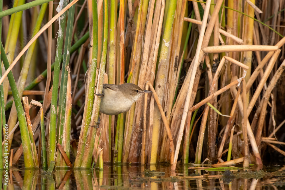 Fototapeta premium Clamorous reed warbler or Acrocephalus stentoreus observed near Nalsarovar India