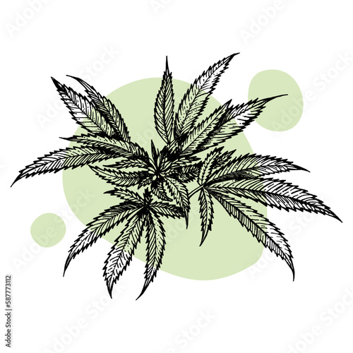 A beautiful sprig of cannabis. Botanical illustration in the style of line art. Plant engraving. Minimalism poster