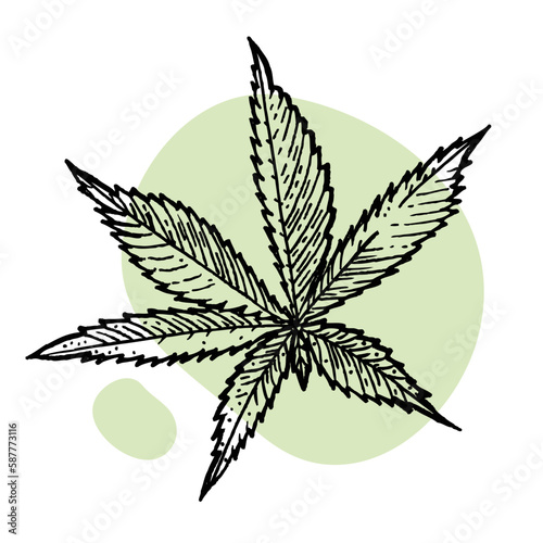 A beautiful sprig of cannabis. Botanical illustration in the style of line art. Plant engraving. Minimalism poster