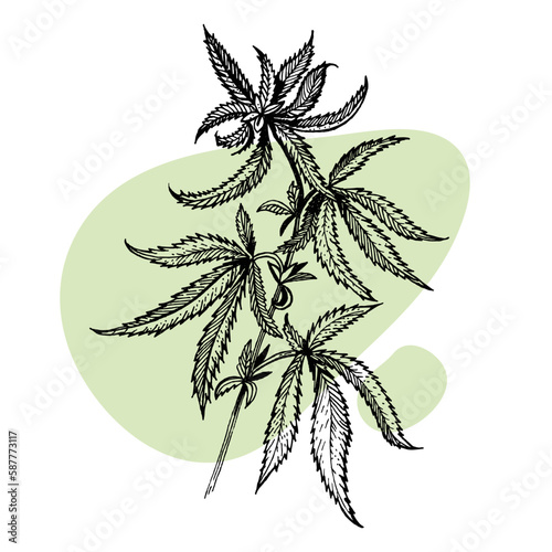 A beautiful sprig of cannabis. Botanical illustration in the style of line art. Plant engraving. Minimalism poster