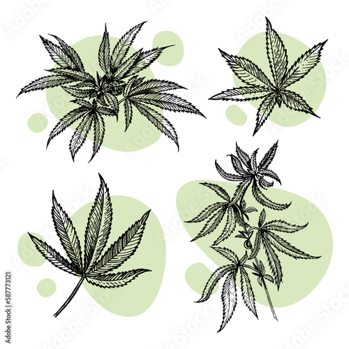 A beautiful sprig of cannabis. Botanical illustration in the style of line art. Plant engraving. Minimalism poster