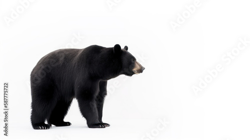 animal on the white Background a Black Bear generative ai