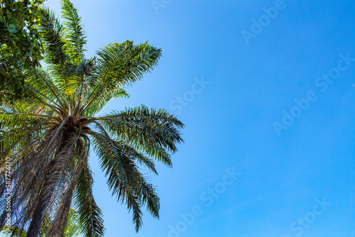 palm tree against blue sky