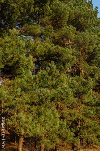 majestic green crown of a pine tree. Beauty and grandeur of nature. With lush foliage and intricate branches, this pine tree is a symbol of strength and vitality. 