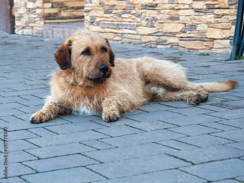 The dog lies on the street. photo