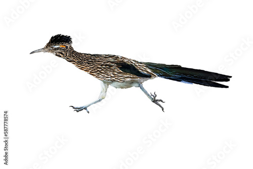  Greater Roadrunner (Geococcyx californianus) Photo, With Transparent Background, Racing After Some Prey photo