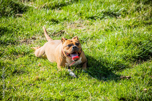 chien