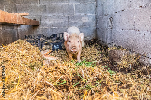 cochon