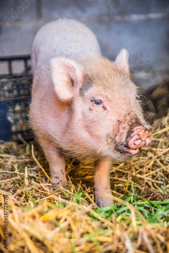 cochon